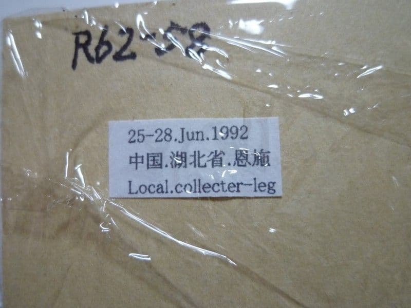 【外国産オサムシ標本】イボカブリモドキ/湖北省.恩施産/48mm