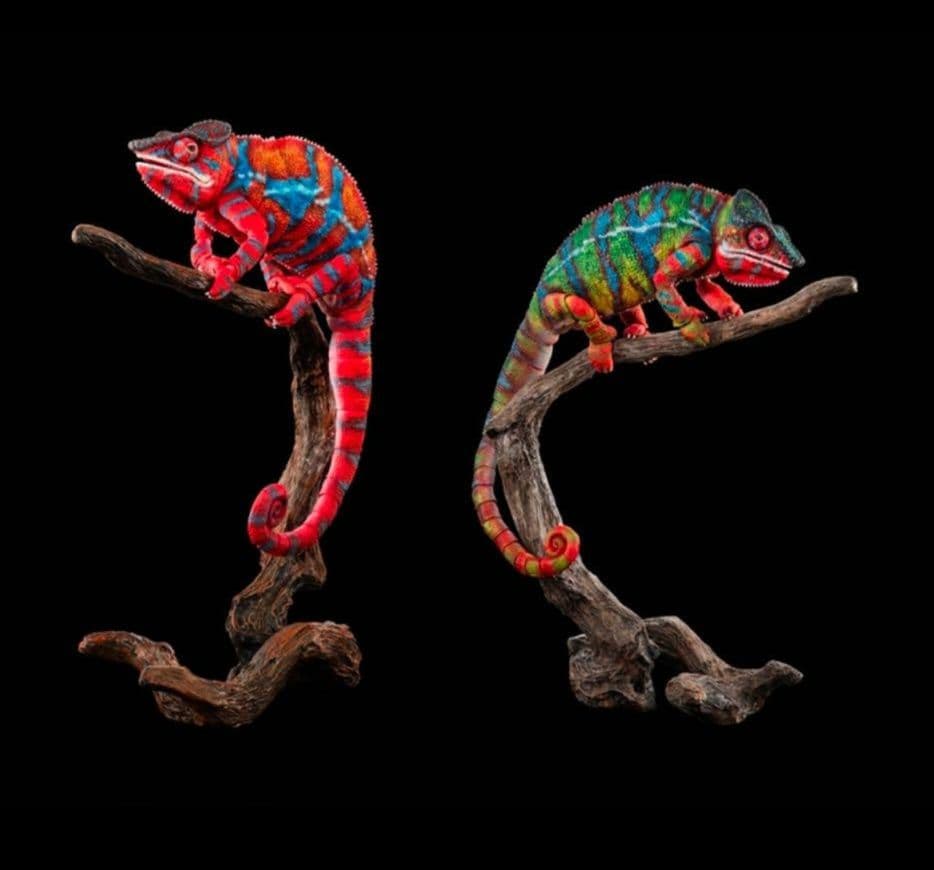 新品未開封いきもの大図鑑プレミアムパンサーカメレオン　グリーンレッド　2体セット