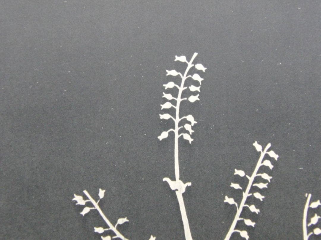 長谷川潔、種子草、厳選、希少画集・額装画、新品高級額 額装付