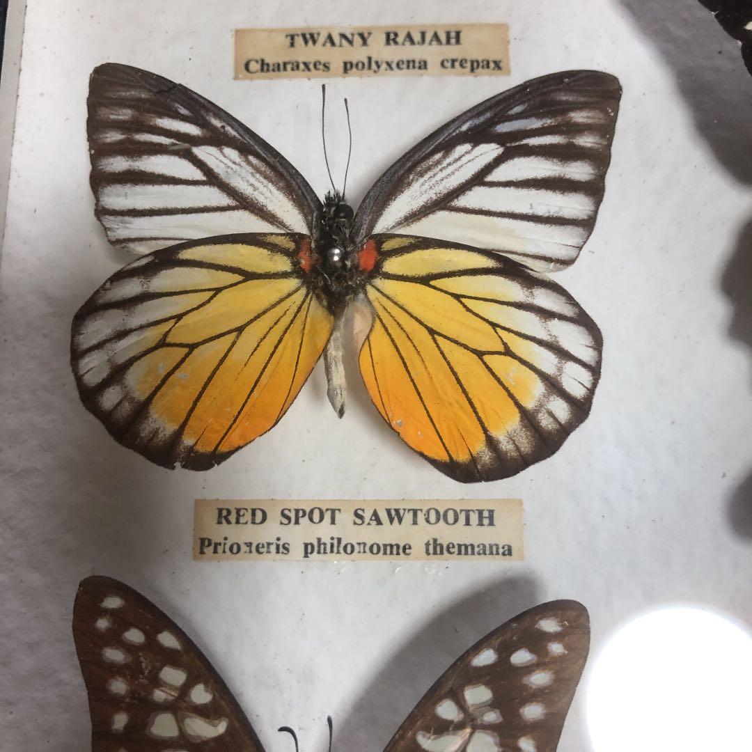 東南アジア系の蝶の標本です。