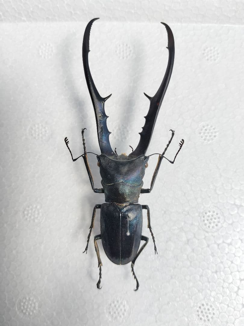 ブルー系メタリフェルホソアカクワガタ標本2♂セット