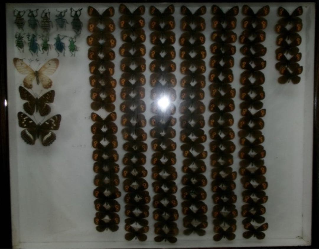 蝶の標本セット（多種類・多色）