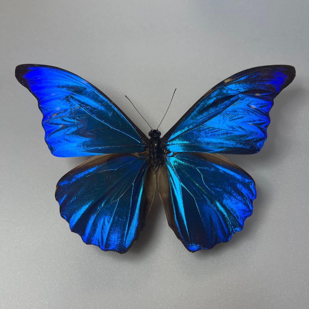 モルフォ蝶標本