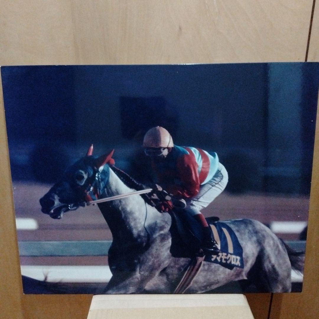稲妻２世芦毛タマモクロス写真パネル（１９８８年１２月２５日中山有馬記念）引退記念