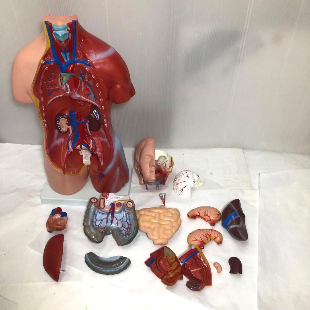 人体模型　解剖