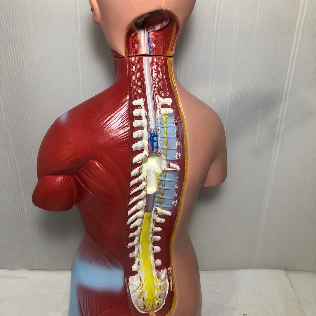 人体模型　解剖