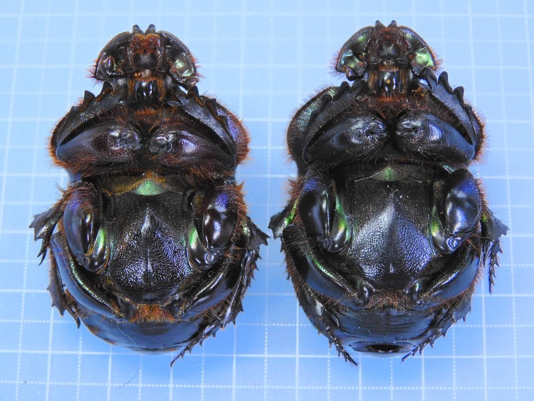 特大!! エンシフェールニジダイコクコガネ 49mm 49mm