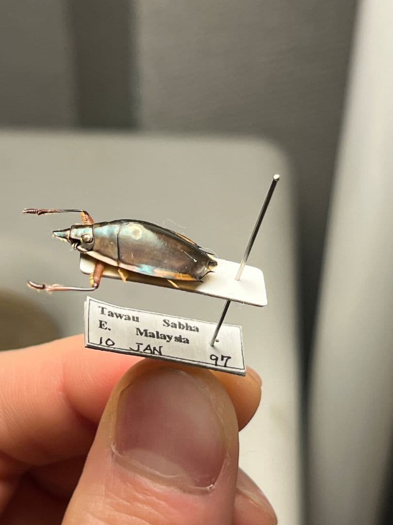 【20mm】ロケットミズスマシ トガリフチドリミズスマシ タガメ コオイムシ標本