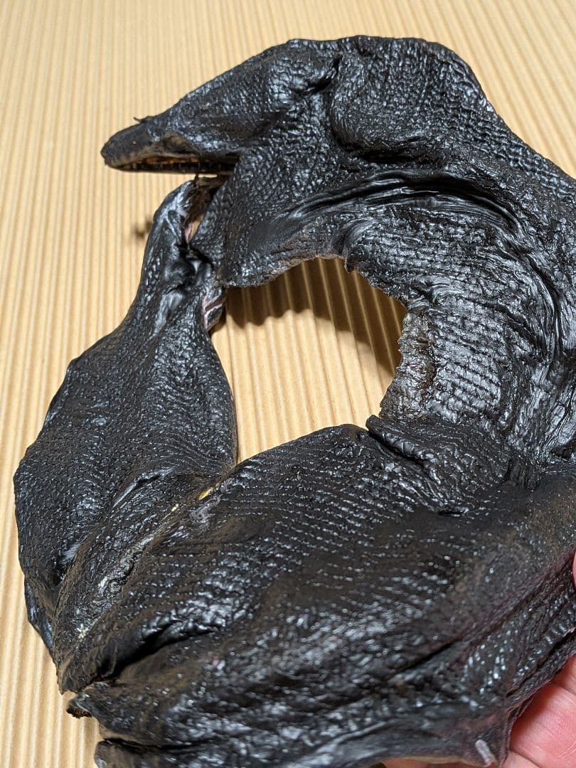 海のギャング四国太平洋産トラウツボマニアックレア標本飾りオブジェ置物