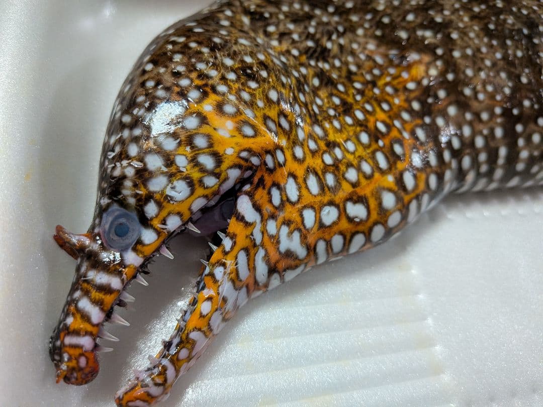 海のギャング四国太平洋産トラウツボマニアックレア標本飾りオブジェ置物