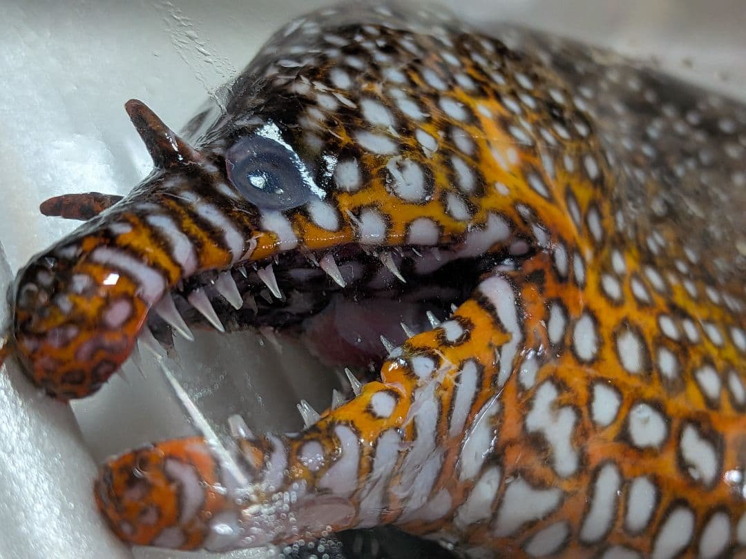 海のギャング四国太平洋産トラウツボマニアックレア標本飾りオブジェ置物