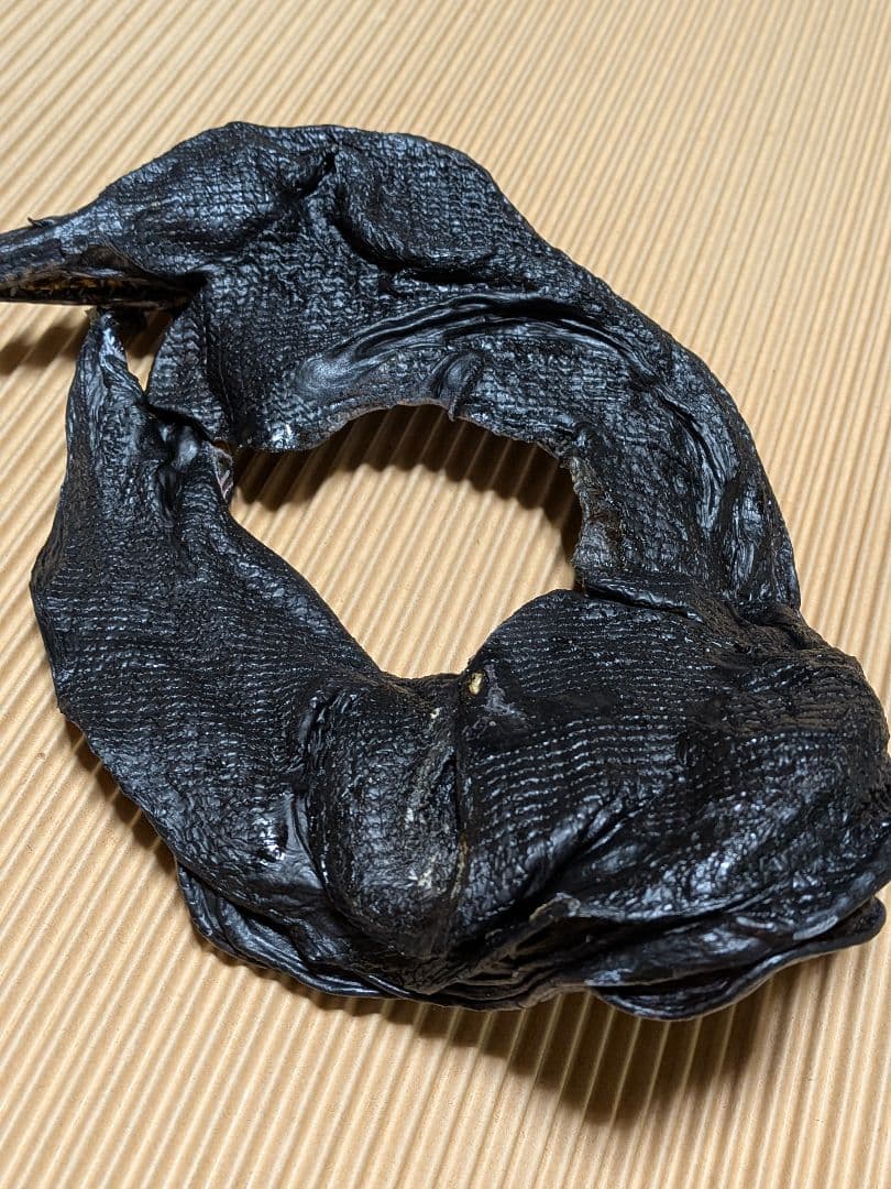 海のギャング四国太平洋産トラウツボマニアックレア標本飾りオブジェ置物