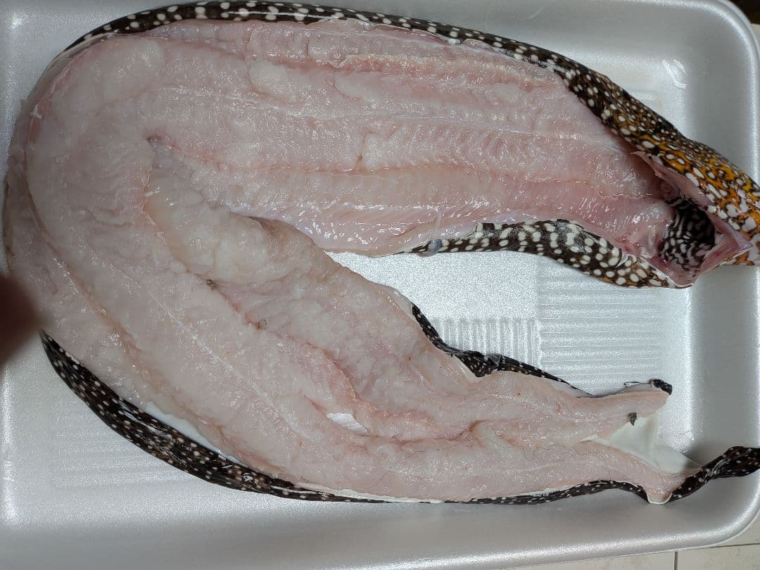 海のギャング四国太平洋産トラウツボマニアックレア標本飾りオブジェ置物