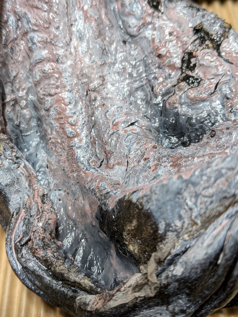 海のギャング四国太平洋産トラウツボマニアックレア標本飾りオブジェ置物