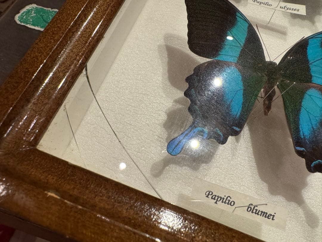 蝶の標本 多種類セット