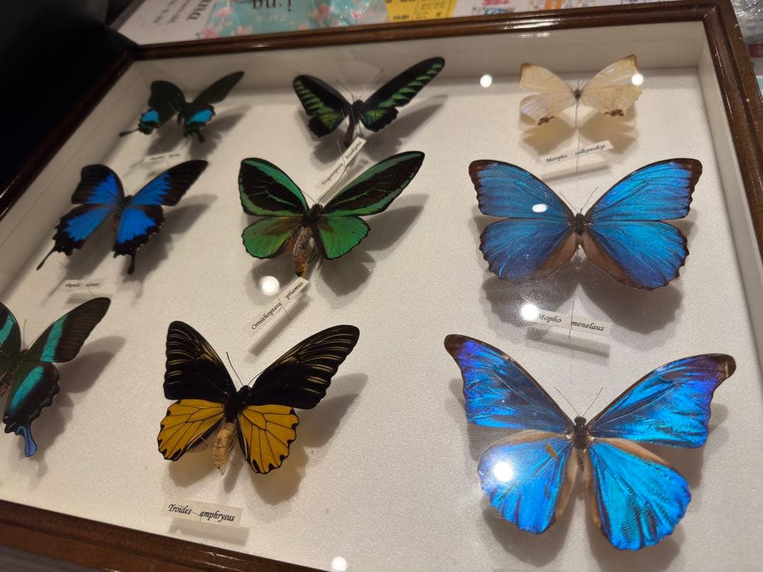 蝶の標本 多種類セット