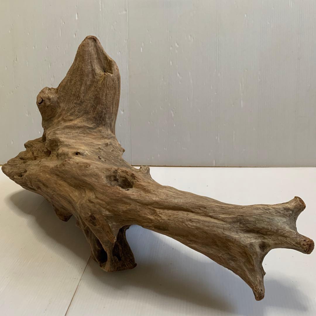 アク抜き済み流木　No.050 .039.031.239.393