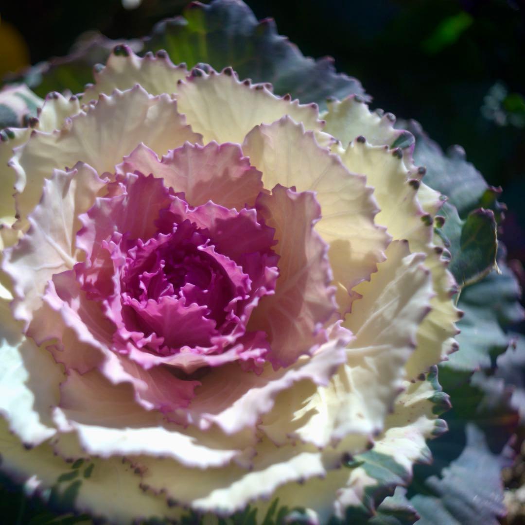 Steinheil Cassar ドイツ製　45mm f/2.8 多彩なボケ⁉️