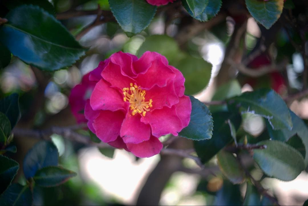 Steinheil Cassar ドイツ製　45mm f/2.8 多彩なボケ⁉️