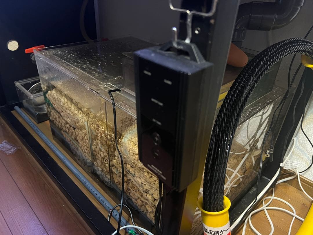 カンテツ水槽　ゆき