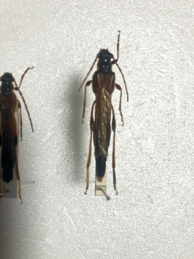 m*g様 アイヌホソコバネカミキリ　不完全品