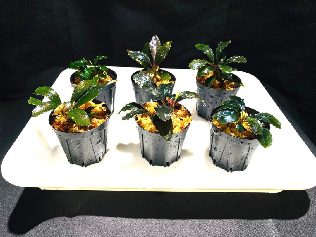 ミルク【ハイクラス】ブセファランドラセット