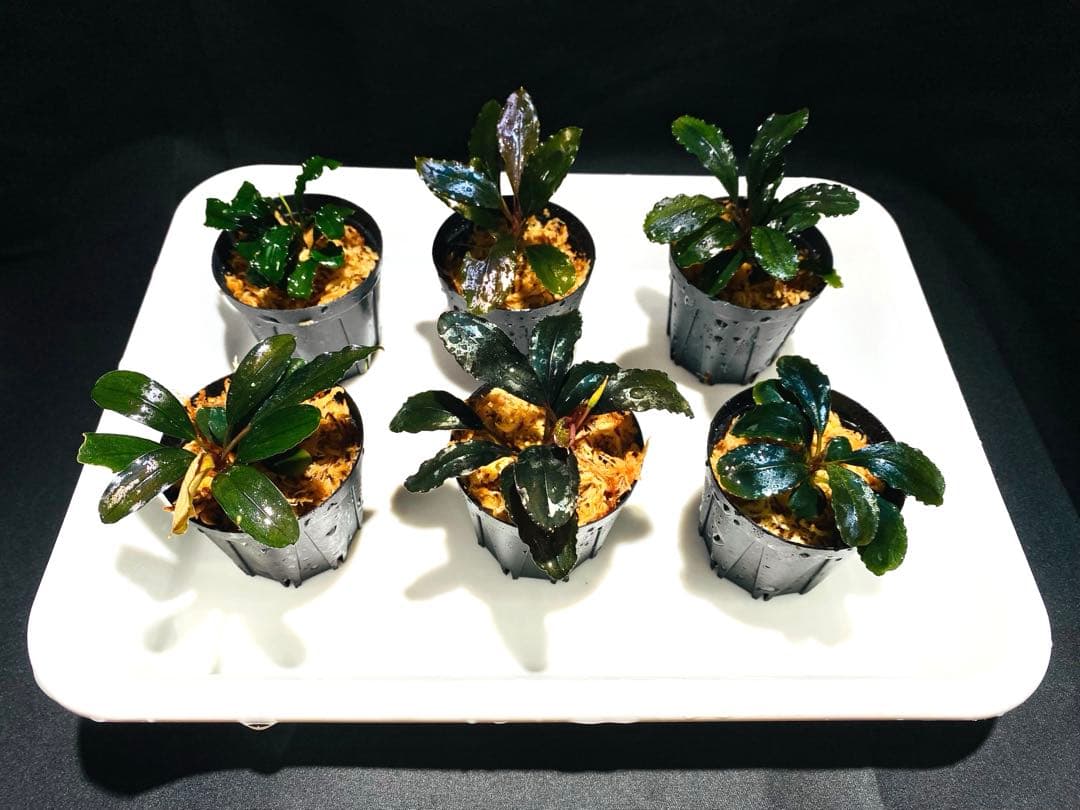 ミルク【ハイクラス】ブセファランドラセット