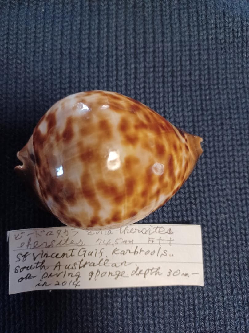 タカラガイ、貝殻、びーどろダカラ