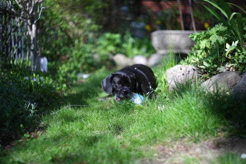 52 未使用　ぐるぐるボケレンズ　 ヘリオス　44-2　M42