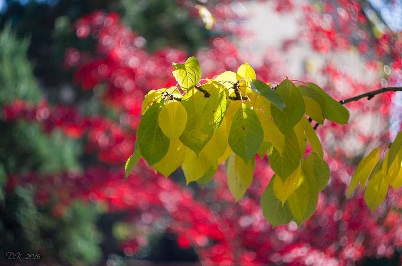 52 未使用　ぐるぐるボケレンズ　 ヘリオス　44-2　M42