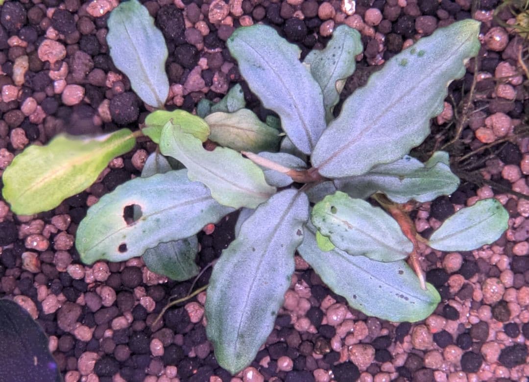 【銀葉の最上級】ブセファランドラspオーロラKN便　水中葉　コケ・スネールなし