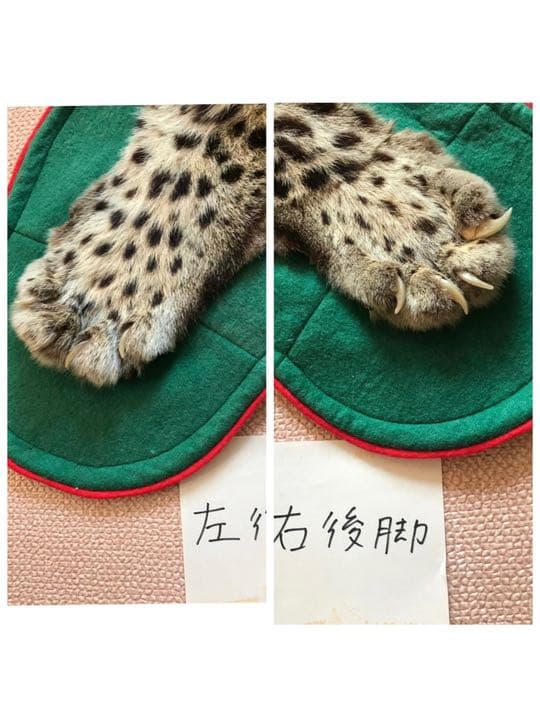 【希少】登録票付　爪付ヒョウ　剥製　敷物　ラグマット　214㌢ 毛皮　壁掛　豹