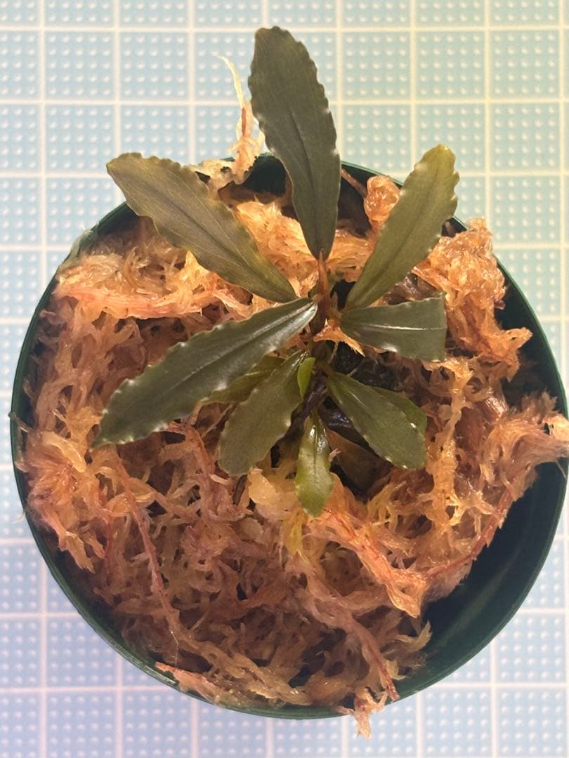 ブセファランドラspオーロラ