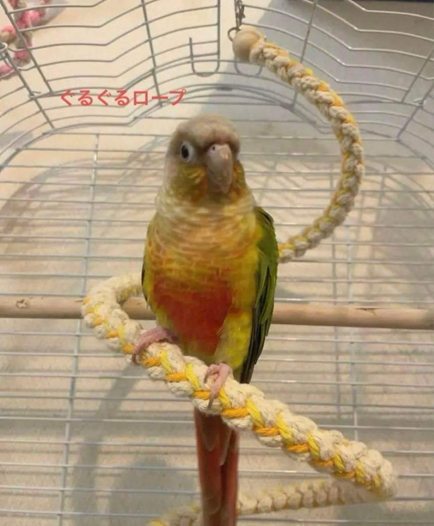 （オーダーページ）ハンドメイド インコさんのぐるぐるロープパーチ