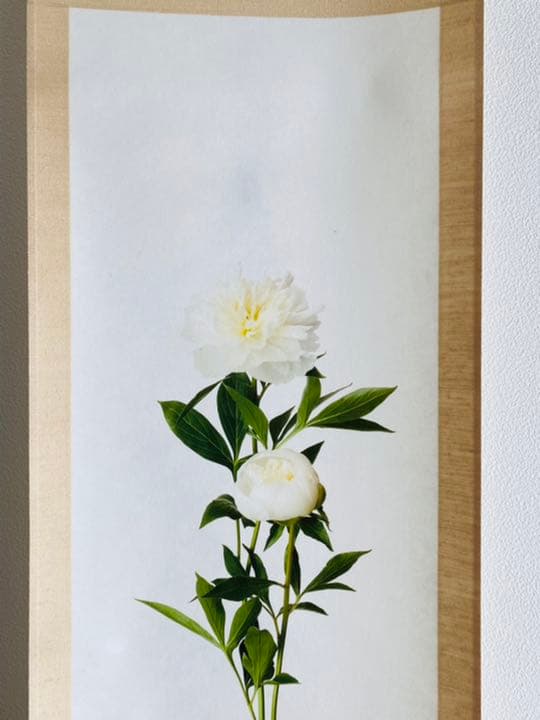 鞆岡隆史　軸　「芍薬」　（1/5）　写真　軸飾　茶掛　茶道　茶室飾り　寄り付飾り