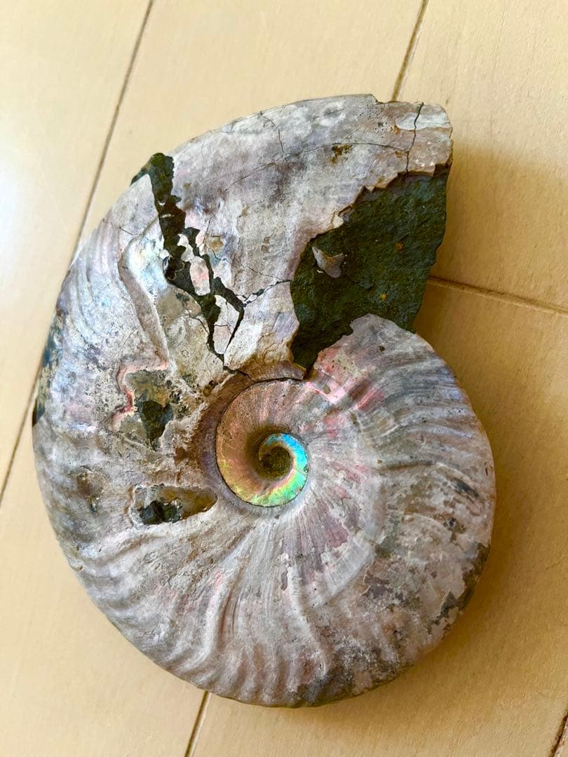 虹入りアンモナイト化石　大きめサイズ13.5cm アンモライト