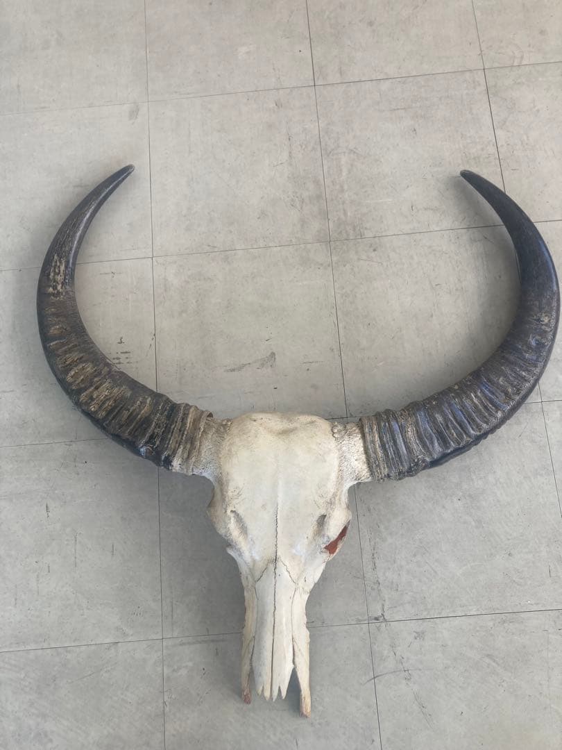 バッファロースカル　特大　壁飾り　オブジェ　アンティーク