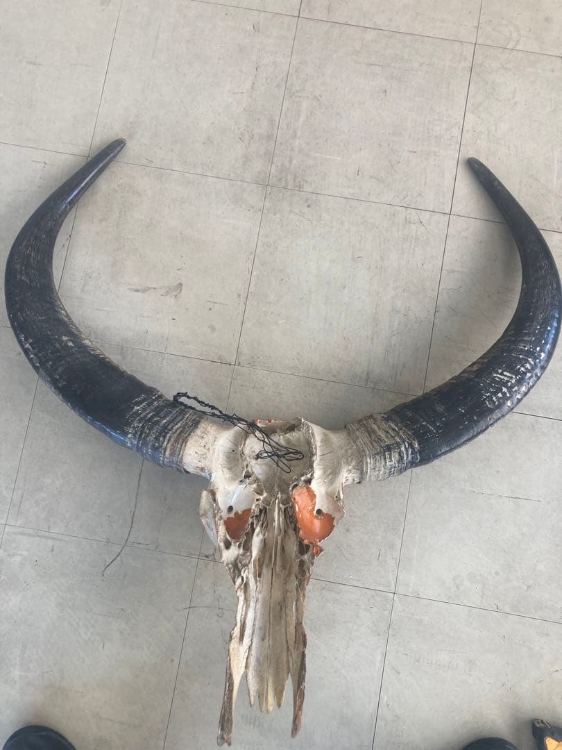 バッファロースカル　特大　壁飾り　オブジェ　アンティーク