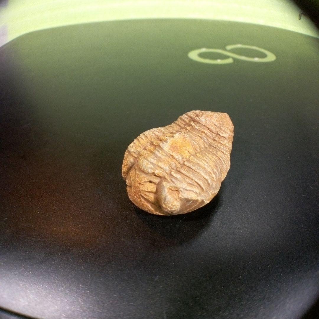 三葉虫　化石　fossil　海　ボリビア産　trilobite　海生動物網⑤