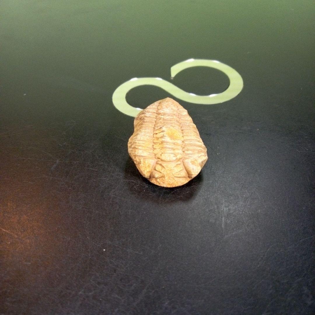 三葉虫　化石　fossil　海　ボリビア産　trilobite　海生動物網⑤