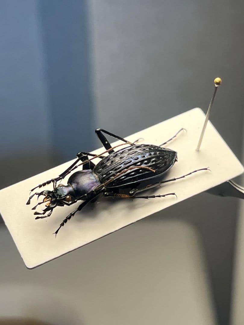 【中国保護種】トルゴエトゲオサムシ 標本 チレンシスオサムシ マイマイカブリ