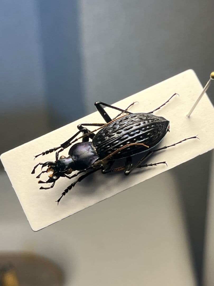 【中国保護種】トルゴエトゲオサムシ 標本 チレンシスオサムシ マイマイカブリ