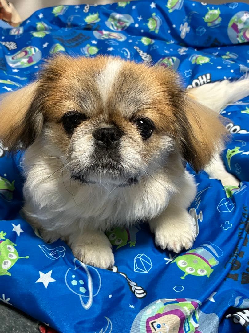 オーダー見本画像　※購入しないでください！