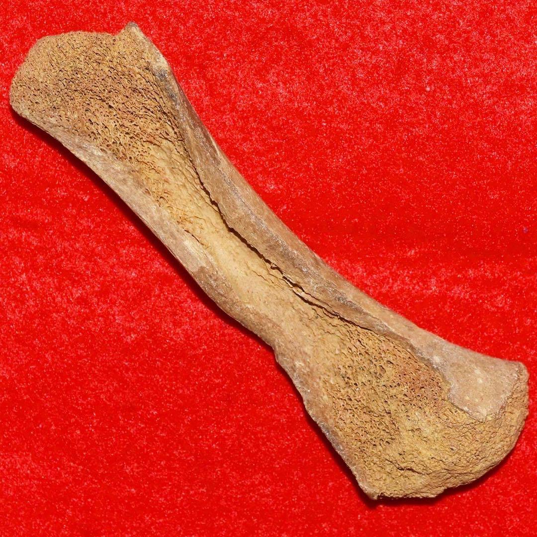 ルーマニア産 ホラアナグマの指骨化石