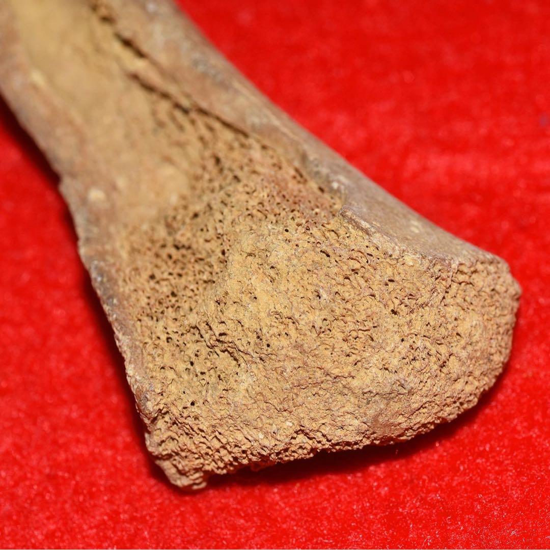 ルーマニア産 ホラアナグマの指骨化石