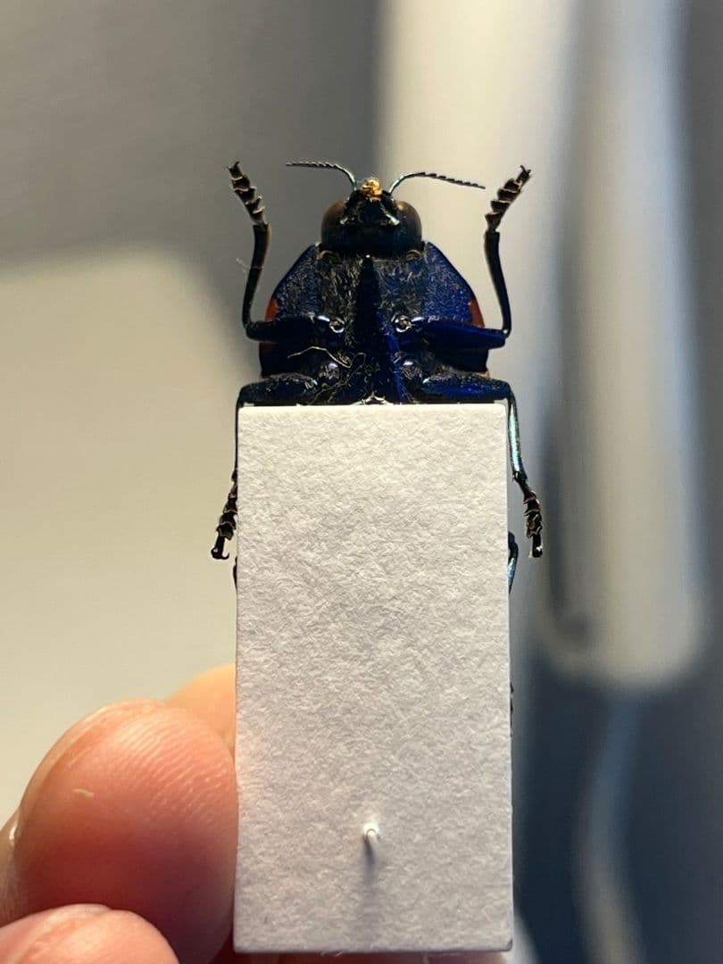 【35mm】クロモンベニオウサマムカシタマムシ Calodema標本 スハンダエ