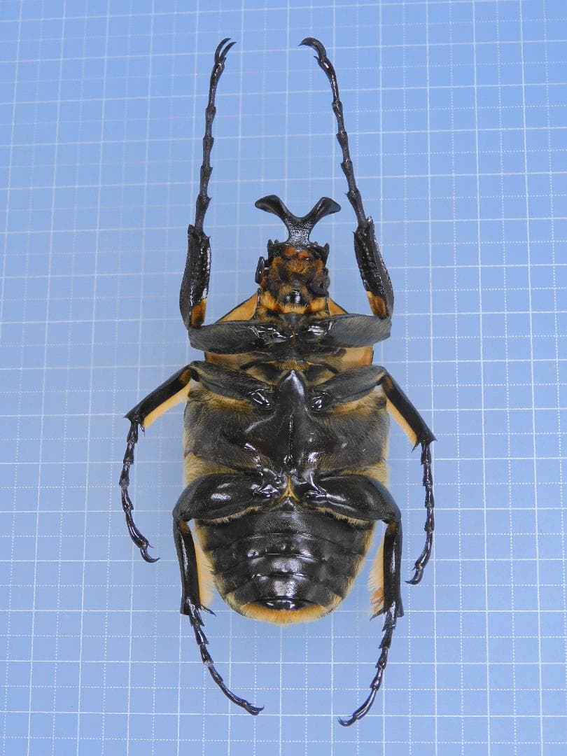 標本 Goliathus cacicus 83mm