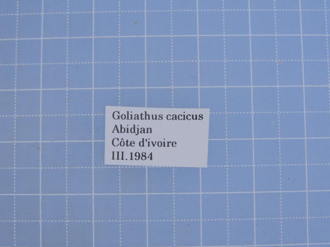 標本 Goliathus cacicus 83mm