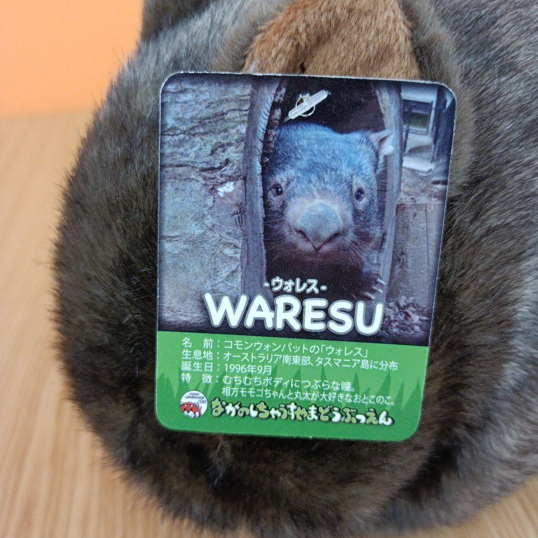 茶臼山動物園 コモンウォンバット ウォレス モモコ ぬいぐるみ マスコット 2点