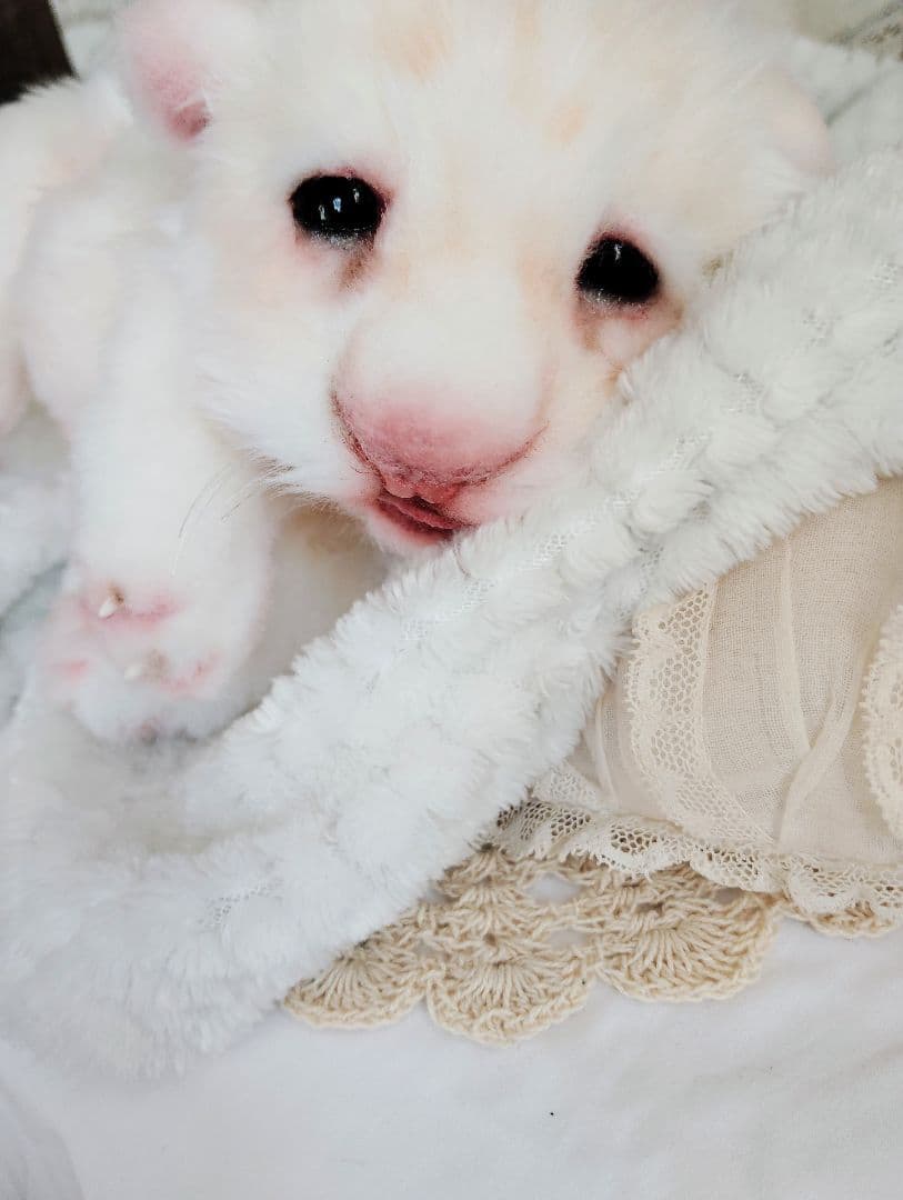 ぽってりお腹のホワイトライオンベビー♡赤ちゃん♡アートドール♡ぬいぐるみ♡